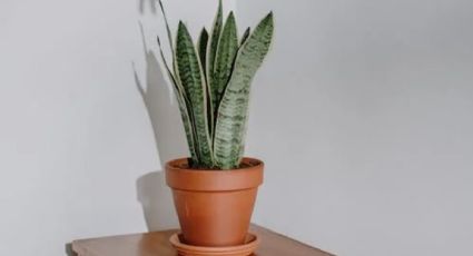 3 plantas que debes tener en tu casa para atraer dinero y buena suerte