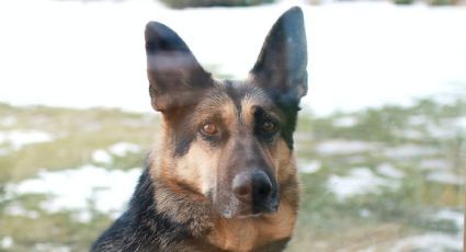 3 razas de perros que no deben cortarle el pelo