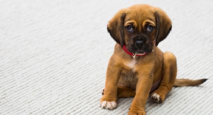 3 trucos para evitar que tu perro orine en dentro de la casa