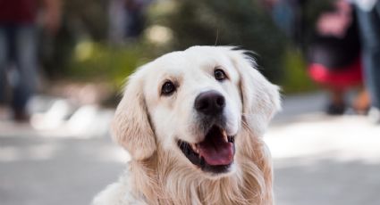 ¿Por qué mi perro corre como loco por toda la casa?