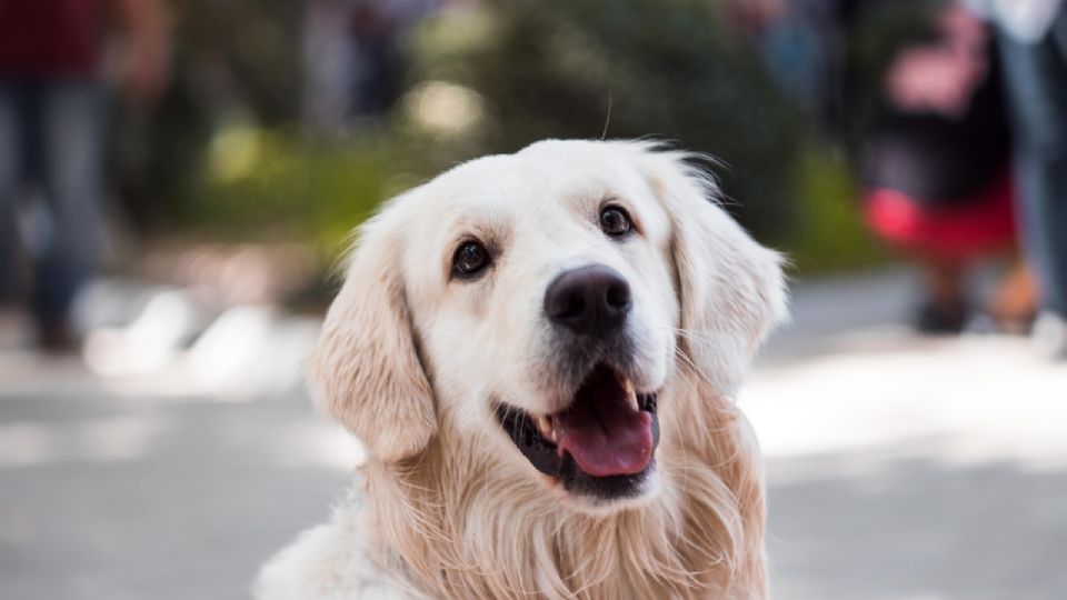 Los  golden retrievers son propensos a tener estas reacciones.