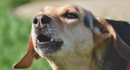 ¿Por qué los perros ladran? Esta es la razón