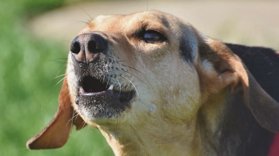 El ladrido es una forma de comunicación de nuestas mascotas.