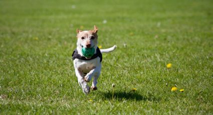 4 claves para saber si tu perro es feliz contigo