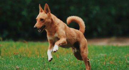 ¿Cuál es el mejor ejercicio para que tu perro crezca sano?