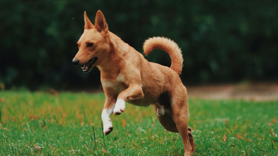 Conoce cuánto ejercicio debe hacer tu perro.