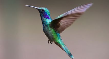 El truco para atraer un colibrí y otras aves a tu jardín en minutos