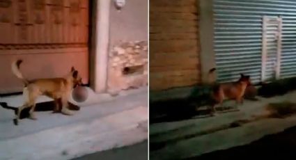 Día de Muertos: un perro fue captado paseando una cabeza humana y se hizo viral