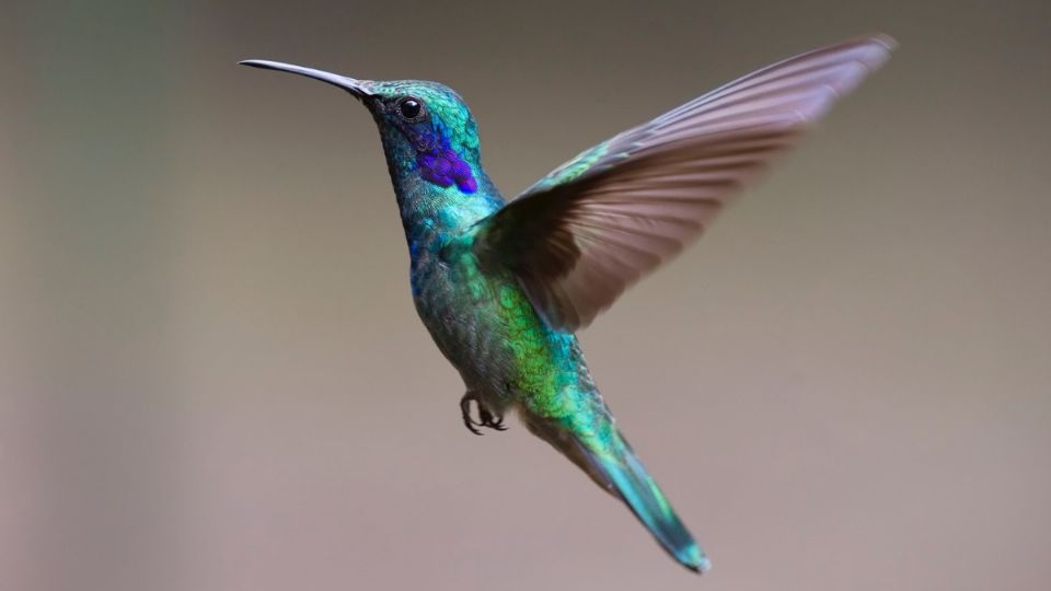 Conoce cómo atraer a un colibrí.