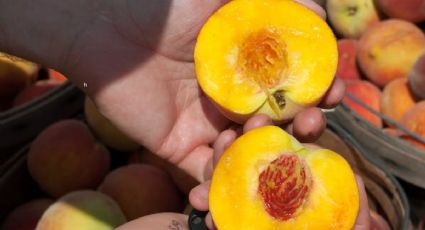 Conoce la fruta que contiene más vitamina C que una naranja