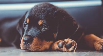 Estas son las 3 razas de perros más guardianes