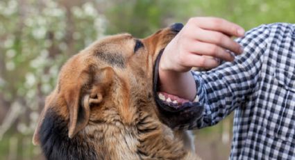 Estas son las 5 razas de perros más peligrosas del mundo