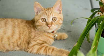 Despídete de los arañazos de tu gato a las plantas de interior con estos 4 trucos infalibles