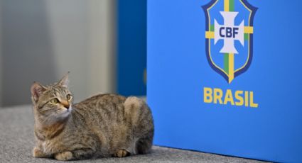 ¿Qué pasó finalmente con el gato maltratado por la Selección de Brasil en Qatar 2022?