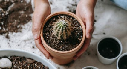 Con un ingrediente de cocina, el truco para revivir un cactus en segundos