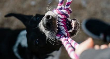 Estas son las 5 razas de perros consideradas como “más peligrosas”