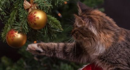 5 claves para tener a tu gato alejado del árbol de Navidad