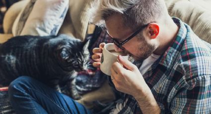 Estas son las 4 razas de gatos más grandes del mundo