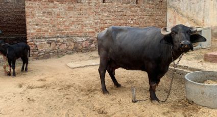 Nuevo León: la tauromaquia fue declarada como patrimonio cultural inmaterial