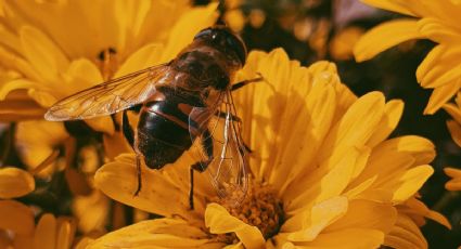 Día Mundial de las Abejas: ¿por qué se celebra este 20 de mayo?