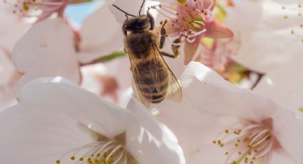 5 trucos caseros y efectivos para ahuyentar a las abejas