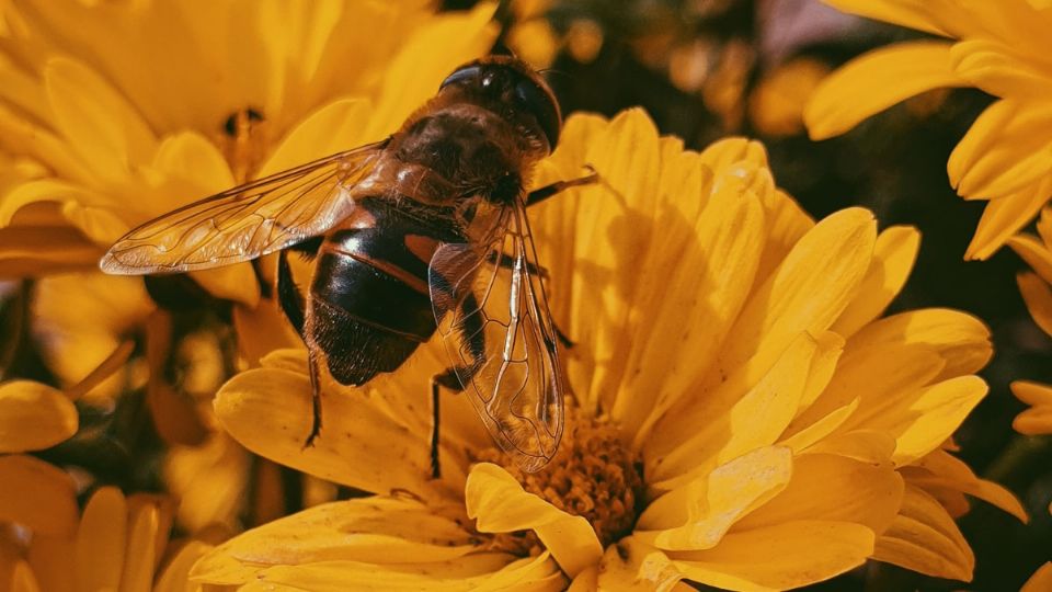 Cada 20 de mayo es el Día Mundial de las Abejas. Fuente: UnSplash.