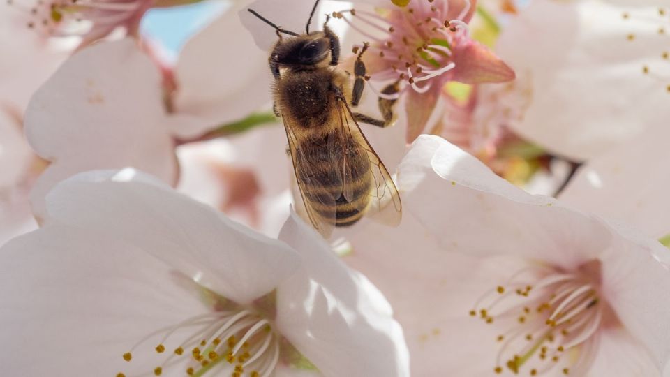 Las abejas, clave para los ecosistemas. Fuente: UnSplash