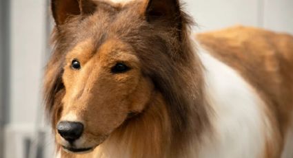 Quién es Toko-san, el japonés que gastó miles de dólares para convertirse en perro