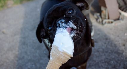 Prepara un delicioso helado a tu perro en 3 simples pasos