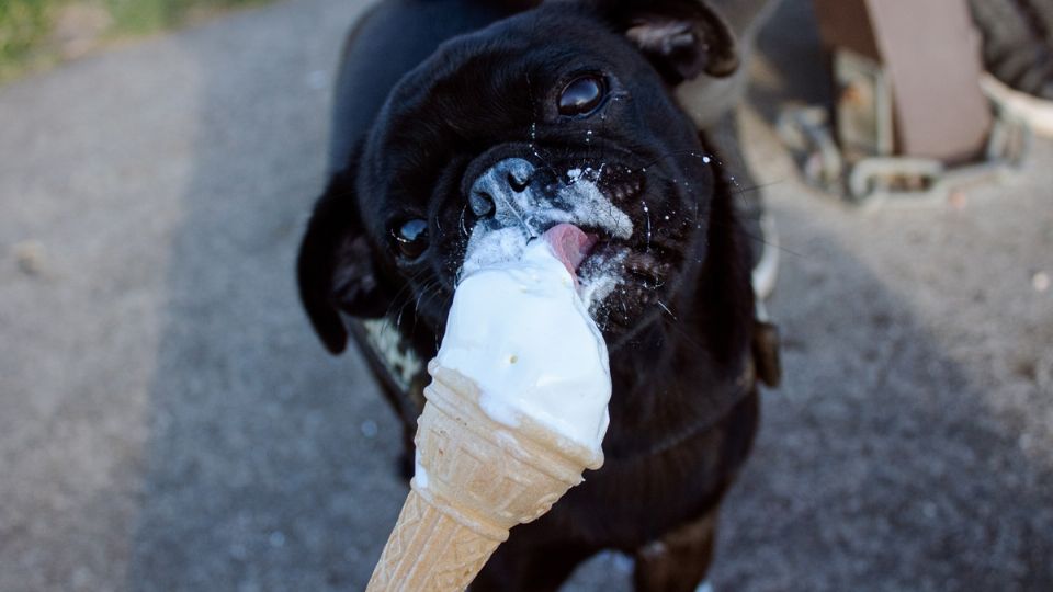 A los perros les encantan los helados. Fuente: UnSplash.