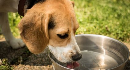 5 señales que indican que tu perro está teniendo un golpe de calor