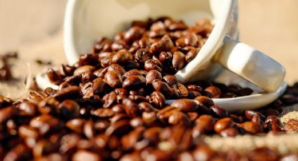 Estos son los beneficios de poner café a las plantas