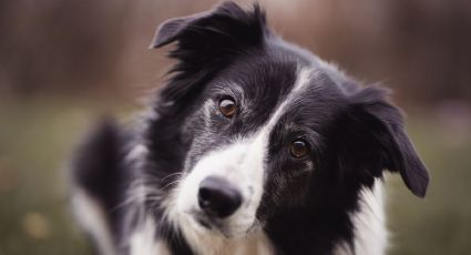 Estas son las 3 razas de perros más saludables