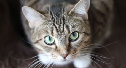 Estas son las 3 razas de gatos que viven más tiempo