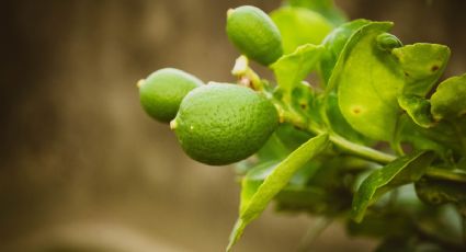 Muy fácil: así puedes sembrar una planta de limón en una taza