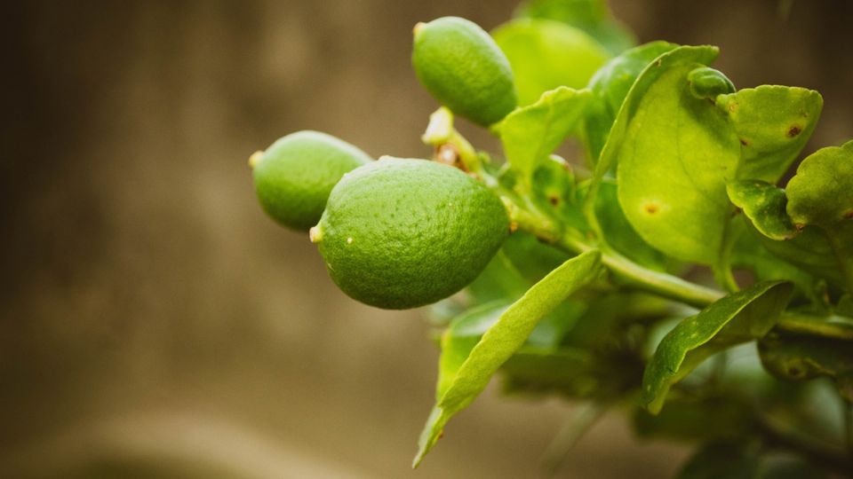 ¿Sabías que el limón también puede crecer en una taza? Fuente: UnSplash.