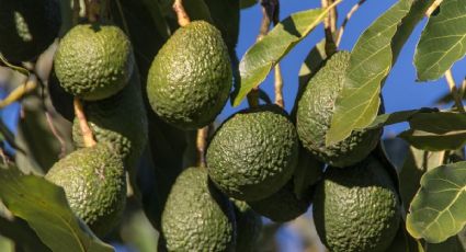 3 claves para saber si el aguacate está listo para comer