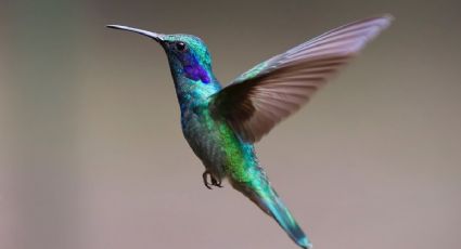 El significado de que aparezca un colibrí en tu ventana