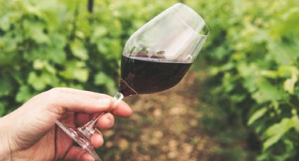 Festival del Vino: cuándo y dónde disfrutarlo en México