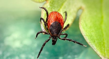 Así puedes prevenir las garrapatas del campo