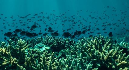 Día Mundial de los Océanos: estas son las actividades que habrán en Quintana Roo