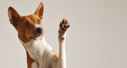 7 razas de perros pequeños que se volvieron muy populares