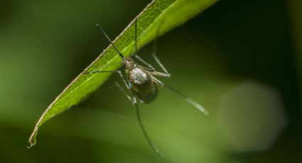 El alimento que debes comer si no quieres que te piquen los mosquitos