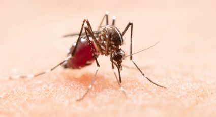 Esta es la razón por la que siempre te pican los mosquitos, según la ciencia