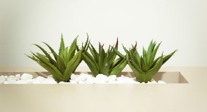 ¿Cómo lavar la ropa blanca con aloe vera?