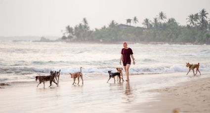 3 razas de perros que aman la playa y son ideales para vacacionar