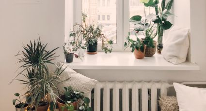 Simple y en casa: así puedes revivir una planta seca o enferma