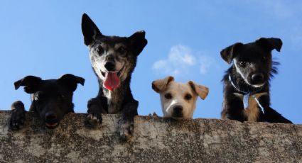 Día Mundial del Perro: el truco clave para saber si es viejo y qué cuidados necesita