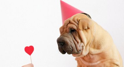 Día del Perro: ¿por qué se celebra este 21 de julio?