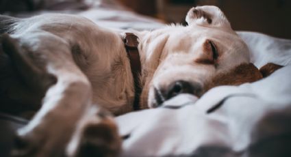 Esta es la peligrosa enfermedad que puede afectar a tu perro en verano